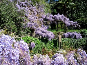 glicine, statua, viola, fiori, verde, giardino, lilla, pianta