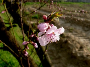 fiore, rosa, pesco, rami, boccioli, petali, macro, primavera, fiori, pistilli, ramo
