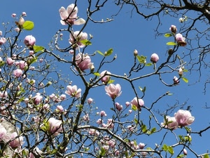 fiori, rami, rosa, cielo, primavera, foglie, magnolia