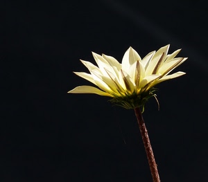fiore, petali, nero, stelo, bianco, giallo, macro, margherita, gambo, luce