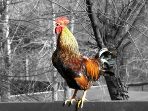 gallo, cresta, piume, zampe, animale, becco, rami, albero, alberi, bianconero, volatile, colori, rosso
