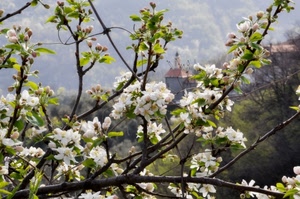 fiori, primavera, rami, foglie, gemme, bianco, verde, fioritura, ciliegio