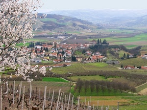 panorama, fiori, primavera, campagna, alberi, paese, albero, campi, vigneti, paesaggio