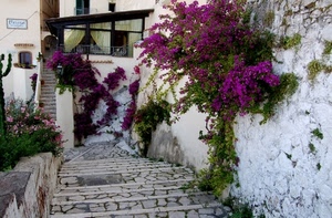 fiori, viola, scala, scale, gradini, scalini, foglie, buganvillee, finestra, finestre, muro