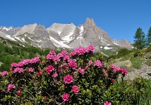 fiori, montagna, alberi, rododendri, verde, cielo, rosa, neve, dolomiti