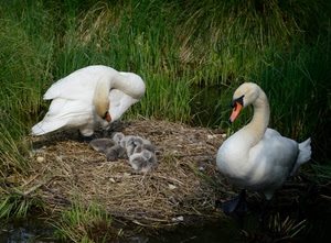 cigni, bianco, uccelli, nido, due, pulcini, erba, verde, animali