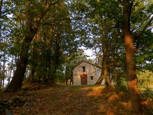 alberi, porta, bosco, verde, foglie, casolare, tronchi, finestre, rami, casa, sentiero, pietra, luce, fogliame, ombra