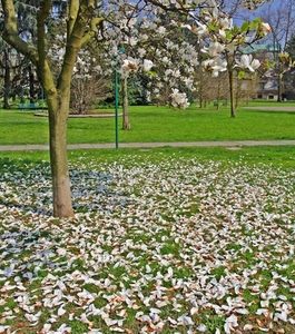 fiori, prato, petali, alberi, verde, albero, parco, primavera, bianchi, bianco, magnolia