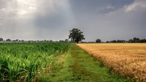 verde, nuvole, grano, cielo, albero, giallo, campo, alberi, campi, campagna, mais, coltivazione, prospettiva, coltivazioni, raggi, piante