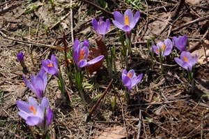 fiori, viola, primavera, crocus, giallo, petali, crochi, erba, prato, arancione, pistilli, arancio