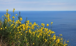 mare, giallo, fiori, acqua, azzurro, ginestre, cielo, orizzonte, piante