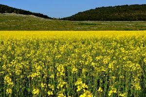 giallo, campo, fiori, colline, verde, cielo, colza, azzurro, piante, collina, primavera, campagna, paesaggio, natura, alberi