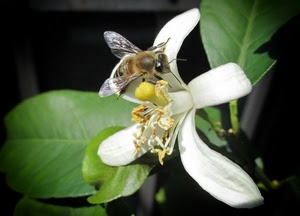 fiore, ape, bianco, foglie, petali, insetto, ali, polline, macro, pistillo