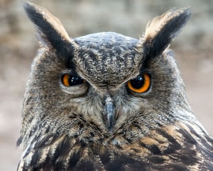 occhi, gufo, becco, uccello, piume, rapace, animale, orecchie, grigio, penne, arancione, giallo, notturno