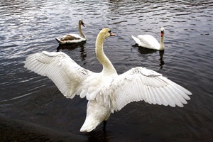 cigni, acqua, ali, bianco, tre, uccelli, piume, lago, collo, animali