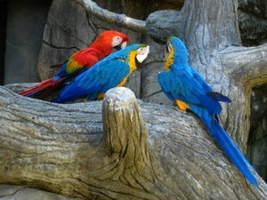 pappagalli, rosso, tre, blu, tronco, colori, azzurro, ramo, albero, rami, ara