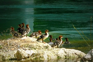 acqua, verde, animali, roccia, uccelli, fiume, anatre, zampe, becchi, sassi, becco, anatroccoli, papere, gruppo, erba, piume, sponda, riflesso
