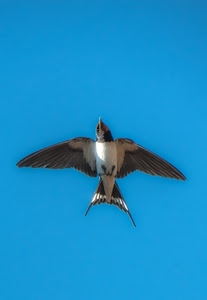 ali, uccello, rondine, coda, volo, cielo, bianco, nero, becco, azzurro