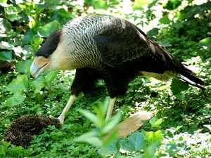 uccello, verde, foglie, becco, rapace, piume, zampe, riccio, preda, piante, erba, animale, nero, aquila, volatile