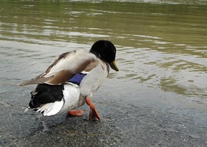 acqua, anatra, lago, piume, uccello, germano, zampe, ali