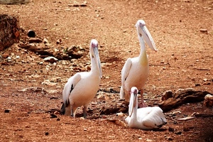 uccelli, tre, pellicani, becco, animali, becchi, bianco, sassi, terra, pietre, piume