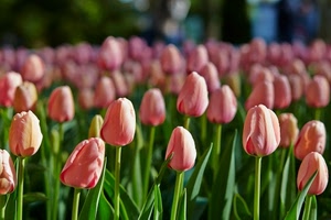 verde, fiori, tulipani, foglie, rosa, sfocato, petali, gambi, tanti, campo, rosso, boccioli, steli, corolle, tulipano
