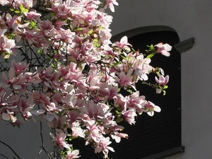 rosa, fiori, foglie, finestra, albero, verde, petali, pianta, verdi, primavera, magnolia, ramo, rami