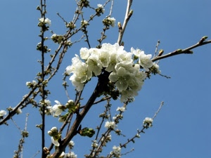 rami, fiori, cielo, bianco, primavera, albero, mandorlo, gemme, boccioli, azzurro, celeste
