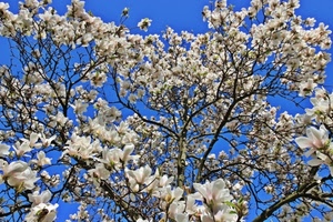albero, fiori, bianco, primavera, cielo, rami, mandorlo
