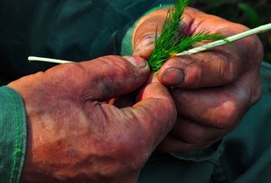 mani, unghie, verde, dita, erba, camicia, intreccio, pianta, rosse, lavoratore, lavoro, rametto, due