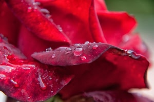 gocce, petali, rosa, acqua, rosso, fiore, macro, rugiada, rossa, fiori
