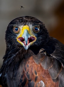 piume, occhi, becco, uccello, rapace, giallo, animale, ragno, volatile, aquila, insetto