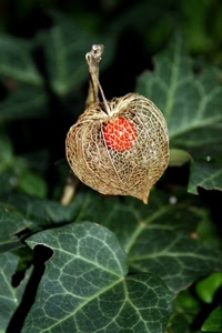 verde, foglie, frutto, pianta, rosso, arancione, bacca, fiore, alchechengi, seme, lanterna, foglia, natura, macro, venature