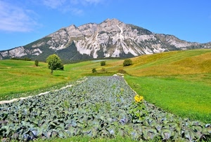montagna, alberi, verde, cielo, campi, prati, azzurro, giallo, cavoli, paesaggio, roccia, fiori, agricoltura, verze, collina, campo, coltivazione, girasoli, coltivazioni, montagne