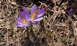 viola, petali, fiori, erba, pistilli, giallo, prato, bocciolo, crochi, lilla, due, piante