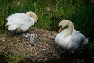 cigni, erba, verde, becco, bianco, nido, uccelli, due, pulcini, arancione, animali, piccoli, collo, anatroccoli, piume