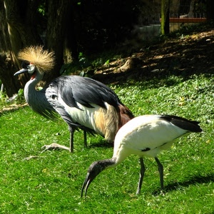 becco, uccelli, verde, erba, piume, prato, due, ciuffo, zampe, alberi, cresta, bianco, becchi, gru, corona, trampolieri, animali