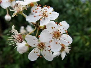 bianco, fiori, petali, primavera, pistilli, verde, ramo, stami, macro, mandorlo