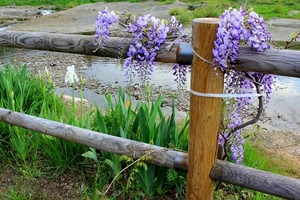 fiori, glicine, erba, staccionata, pozzanghera, steccato, iris, lilla, primavera, rampicante, legno, palo