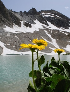 montagna, neve, fiori, foglie, giallo, lago, fiore, acqua, tre