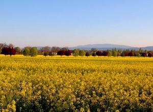 giallo, alberi, campo, paesaggio, panorama, colza, fiori, autunno