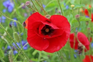 rosso, papavero, verde, petali, fiori, fiore