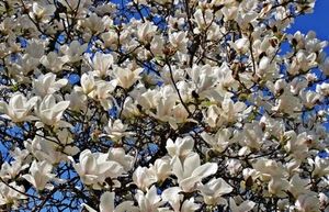 rami, fiori, bianco, petali, albero, azzurro, cielo, bianchi, pianta, primavera, magnolia